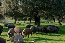 Productos Ibéricos De Las Heras cerdos en el campo