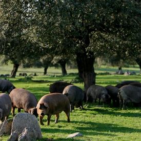 Productos Ibéricos De Las Heras cerdos en el campo