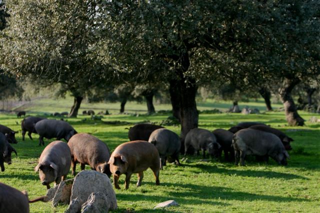 Productos Ibéricos De Las Heras cerdos en el campo