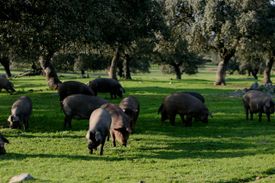 Productos Ibéricos De Las Heras piara de cerdos en zona verde