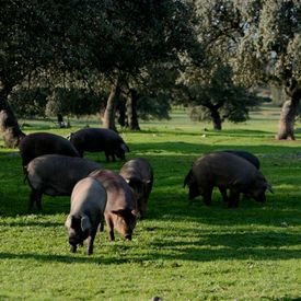 Productos Ibéricos De Las Heras piara de cerdos en zona verde