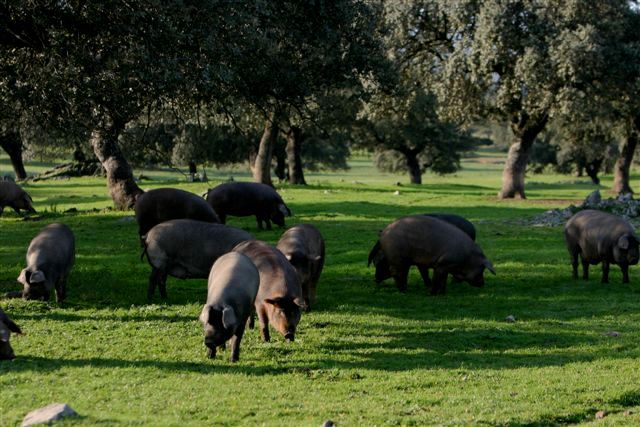 Productos Ibéricos De Las Heras piara de cerdos en zona verde