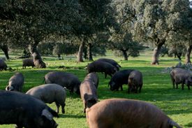 Productos Ibéricos De Las Heras piara de cerdos