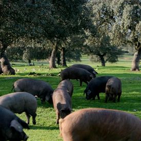 Productos Ibéricos De Las Heras piara de cerdos