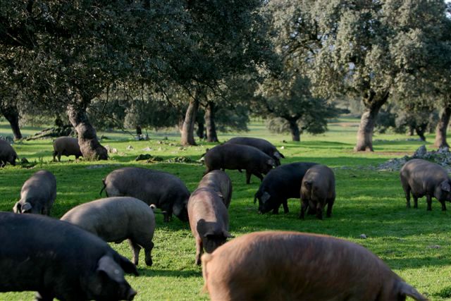 Productos Ibéricos De Las Heras piara de cerdos