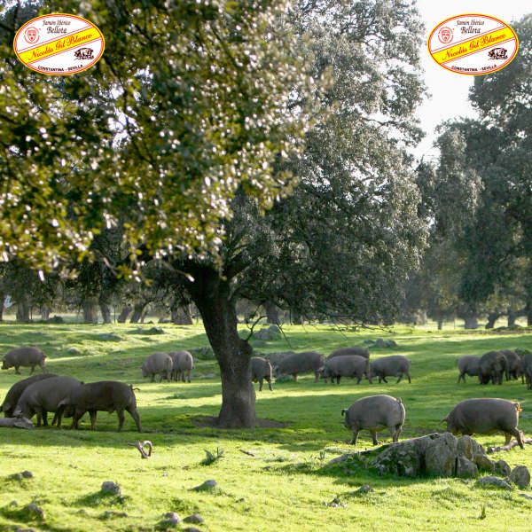 Productos Ibéricos De Las Heras conjunto de cerdos en zona verde