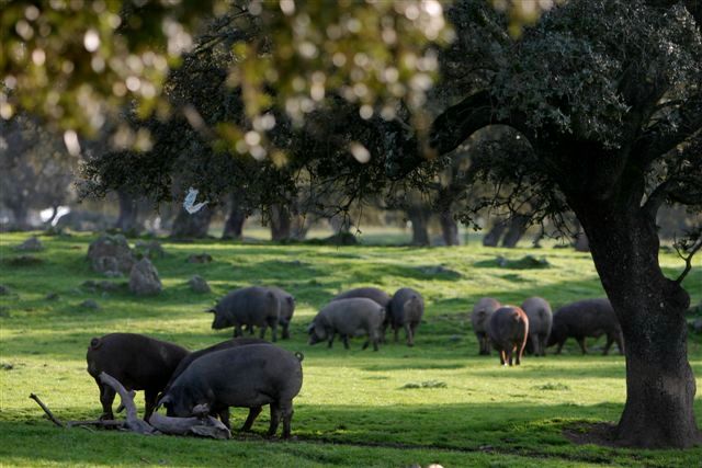 Productos Ibéricos De Las Heras cerdos