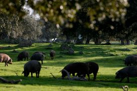 Productos Ibéricos De Las Heras cerdos en zona verde