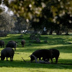 Productos Ibéricos De Las Heras cerdos en zona verde